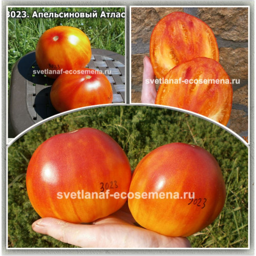 Апельсиновый Атлас 