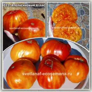 Апельсиновый Атлас 