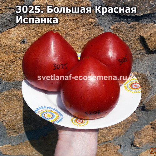 Большая Красная Испанка (Big Red Spaniard)