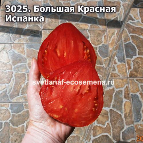 Большая Красная Испанка (Big Red Spaniard)