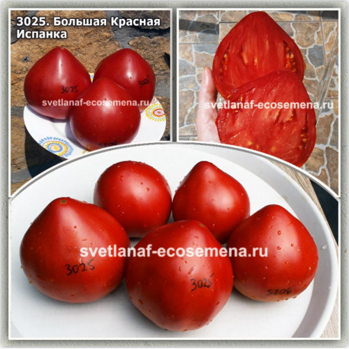 Большая Красная Испанка (Big Red Spaniard)