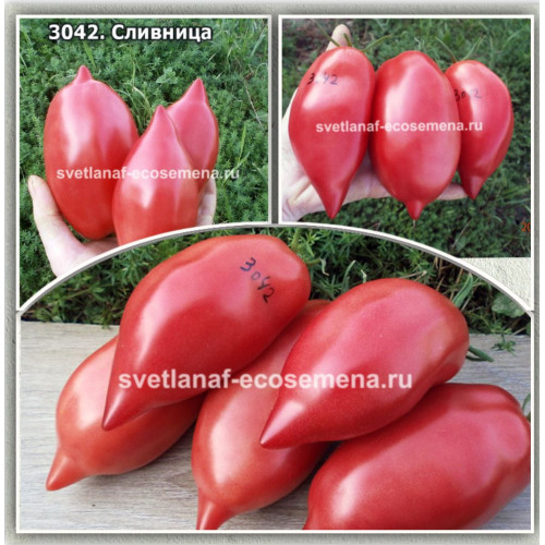 Сливница