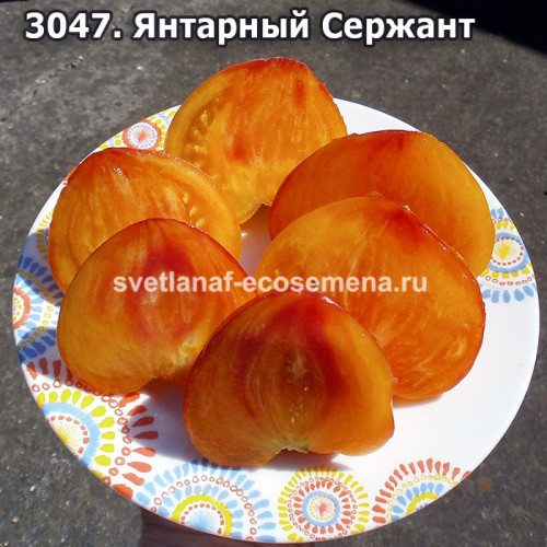 Янтарный Сержант (Amber Sergeant)