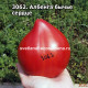 Албенга бычье сердце ( Albenga Oxheart)