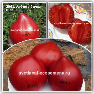 Албенга бычье сердце ( Albenga Oxheart)