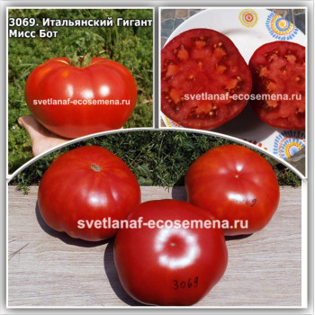 Итальянский Гигант Мисс Бот (Mrs. Bot’s Italian Giant)