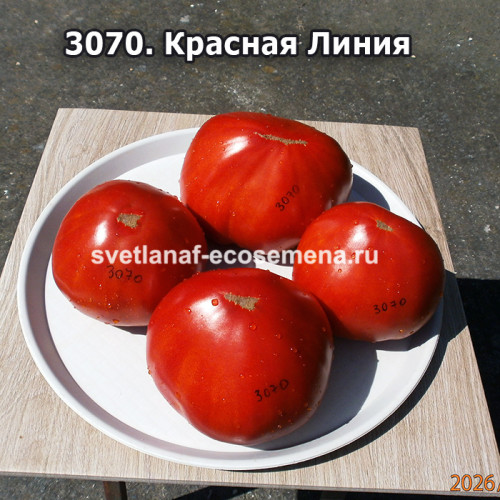 Красная Линия (Linea Rossa)