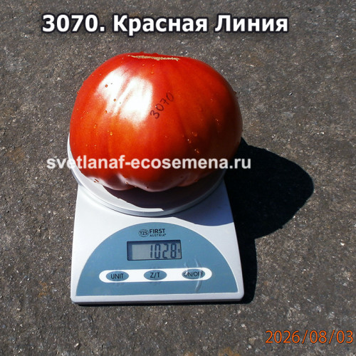 Красная Линия (Linea Rossa)