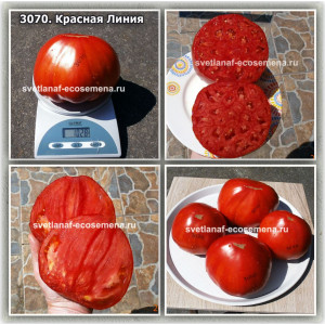 Красная Линия (Linea Rossa)