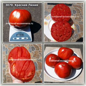Красная Линия (Linea Rossa)