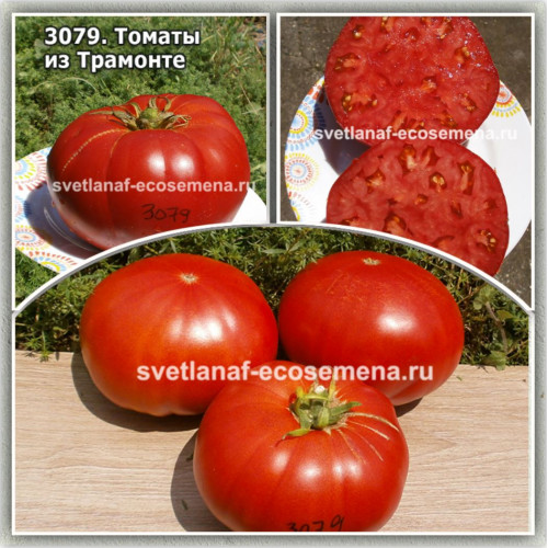 Томаты из Трамонте (Pomodoro di Tramonte)