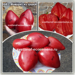 Фаворит из Царей