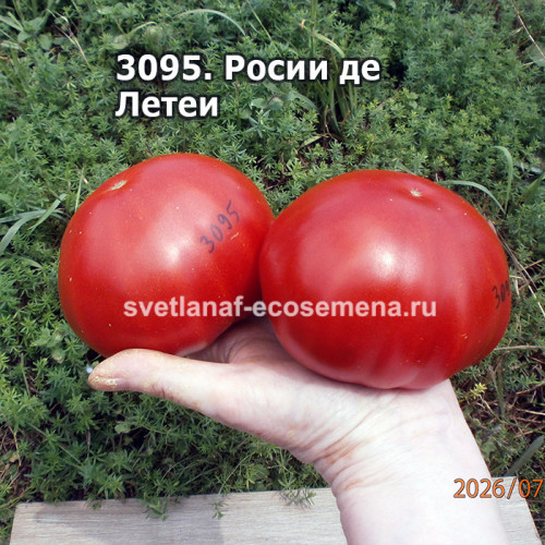 Росси де Летеа (Rosii de Letea)