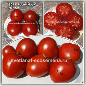 Роси Мари Лукиан» (Rosii Mari Lucian)