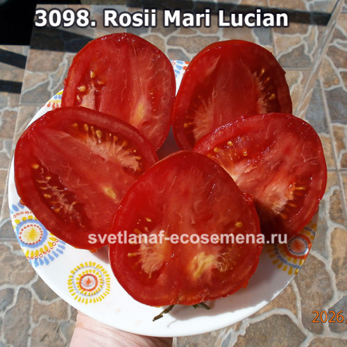 Роси Мари Лукиан» (Rosii Mari Lucian)