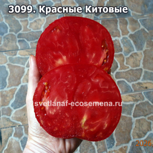 Красные Китовые (Rosii Uriase Sarbesti de Baleni)
