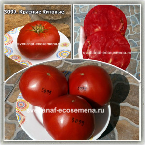Красные Китовые (Rosii Uriase Sarbesti de Baleni)