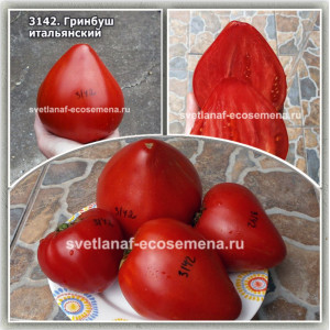 Гринбуш итальянский