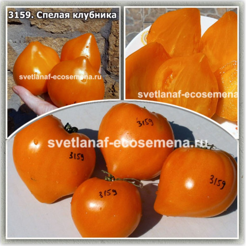 Спелая клубника