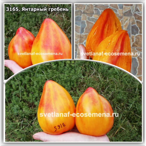 Янтарный гребень (amber comb)