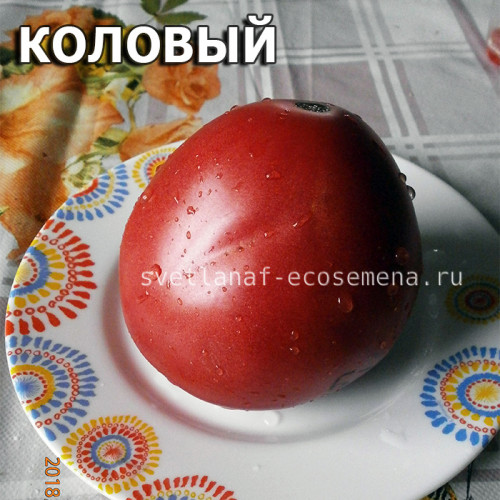 Коловый