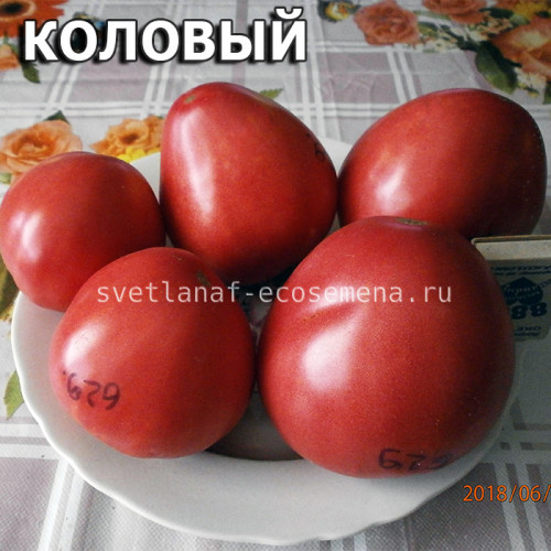 Коловый