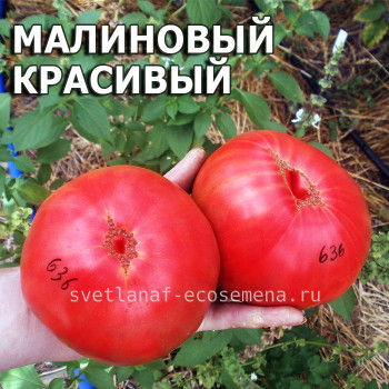 Малиновый красивый
