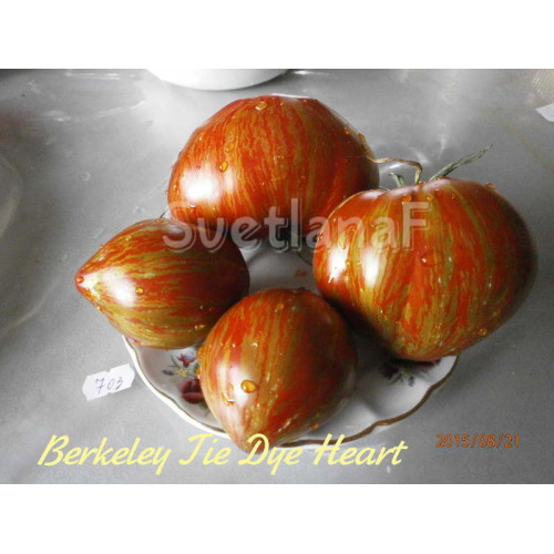 Беркли тай дай хаат (Berkley Tie Dye Heart)