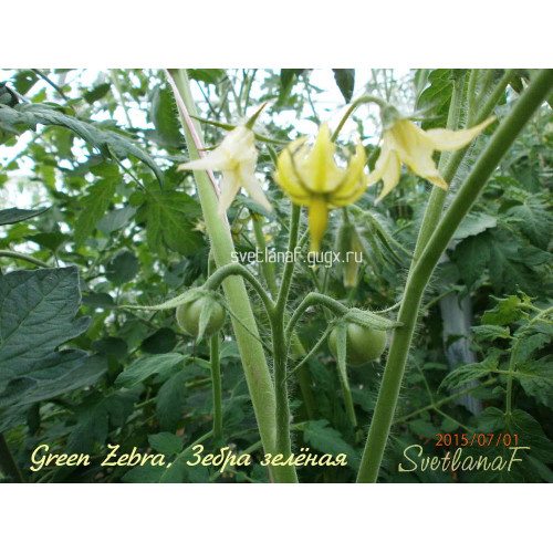 Green Zebra, Зебра зелёная 