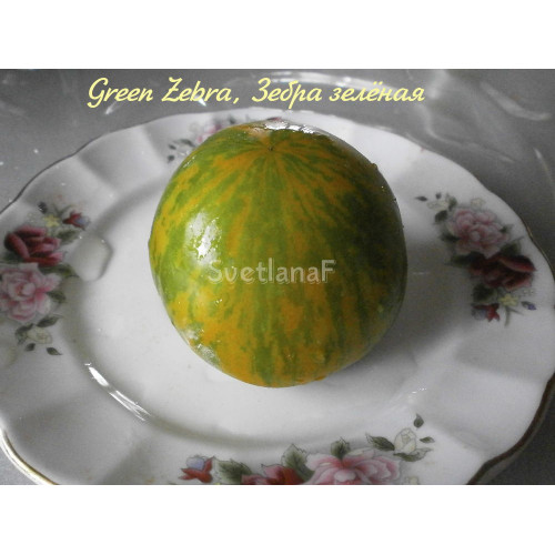 Green Zebra, Зебра зелёная 