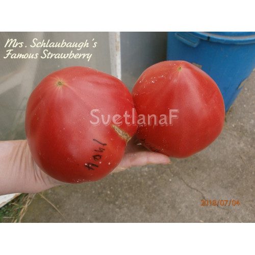 Знаменитая клубника Миссис Шлаубах (Mrs. Schlaubaugh’s Famous Strawberry)