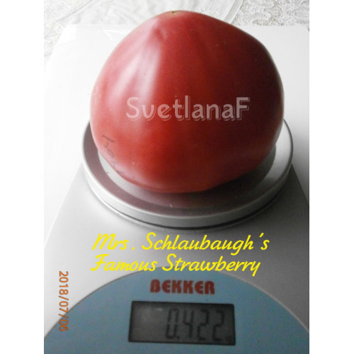 Знаменитая клубника Миссис Шлаубах (Mrs. Schlaubaugh’s Famous Strawberry)