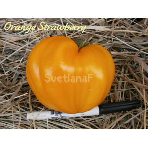 German Orange Strawberry (немецкая оранжевая клубника, земляника)