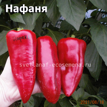 Нафаня 