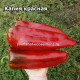 Kapia red (Капия красная)