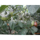 Русский казак (Russian Cossack)