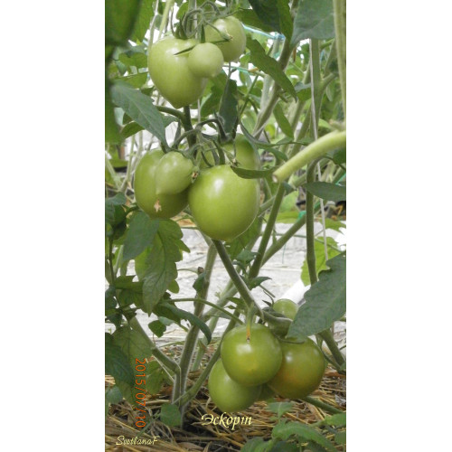 Eskort (Эскорт)