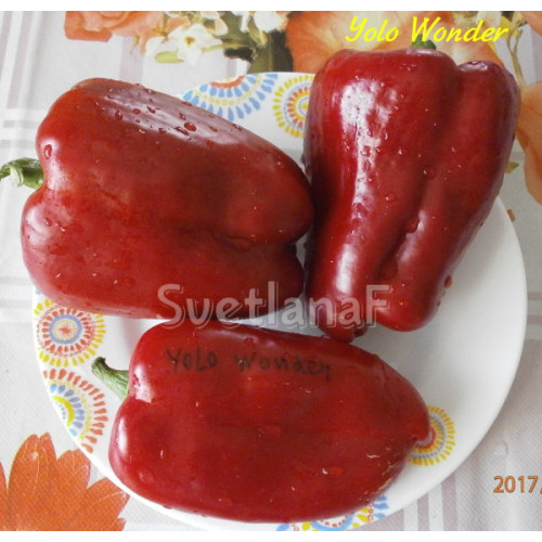 Yolo Wonder  Уоло Вондер