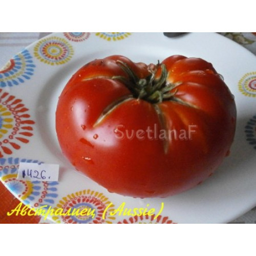 Aussie tomato on vine